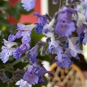 Meet your Posher, Julia